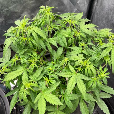 Sour diesel  growlog timeline photo
