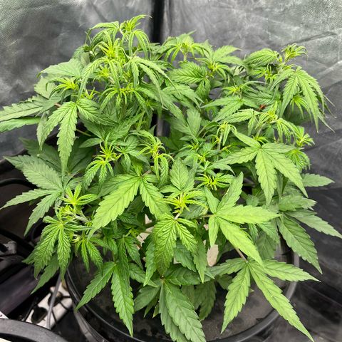 Sour diesel  growlog timeline photo