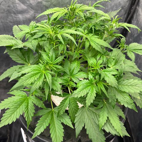 Sour diesel  growlog timeline photo