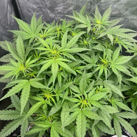 Sour diesel  growlog timeline photo