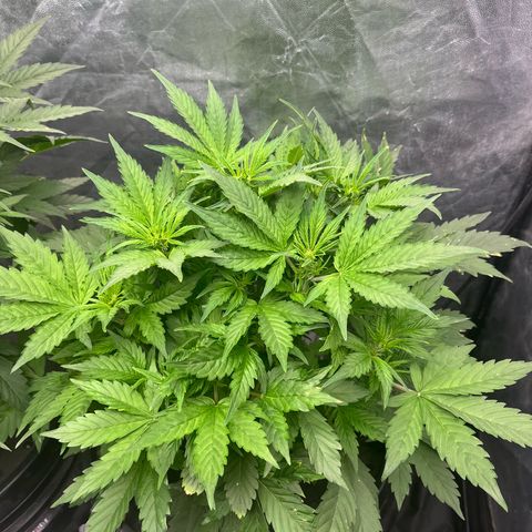 Sour diesel  growlog timeline photo