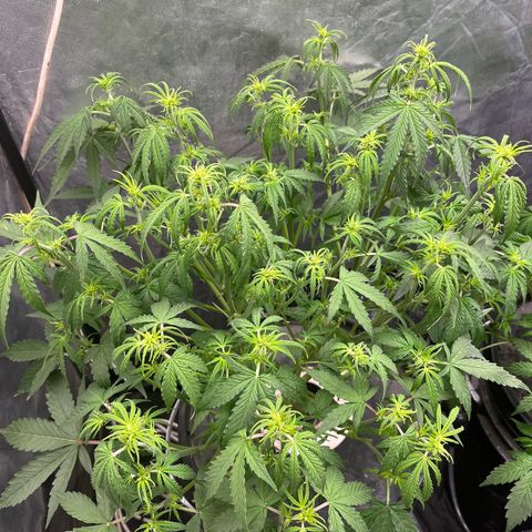 Sour diesel  growlog timeline photo
