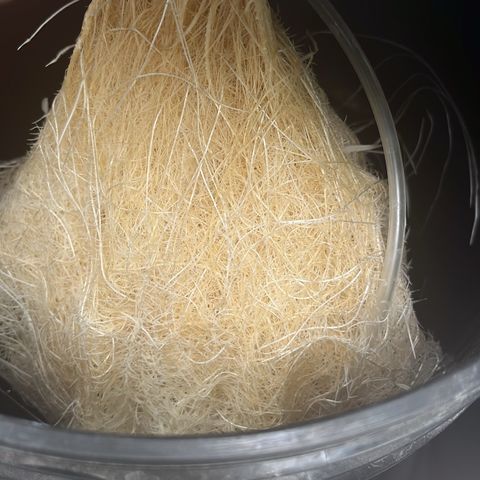Sour diesel  growlog timeline photo