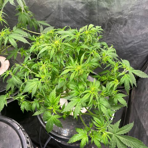 Sour diesel  growlog timeline photo