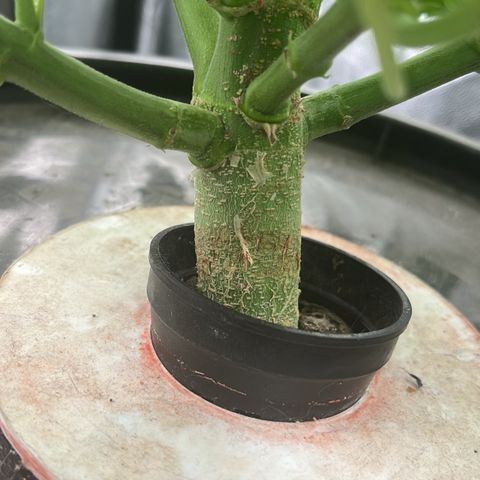 Sour diesel  growlog timeline photo