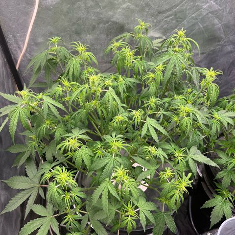 Sour diesel  growlog timeline photo