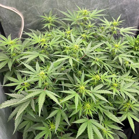 Sour diesel  growlog timeline photo