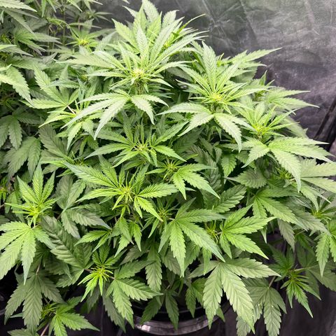 Sour diesel  growlog timeline photo