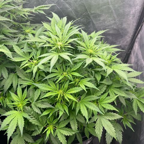 Sour diesel  growlog timeline photo