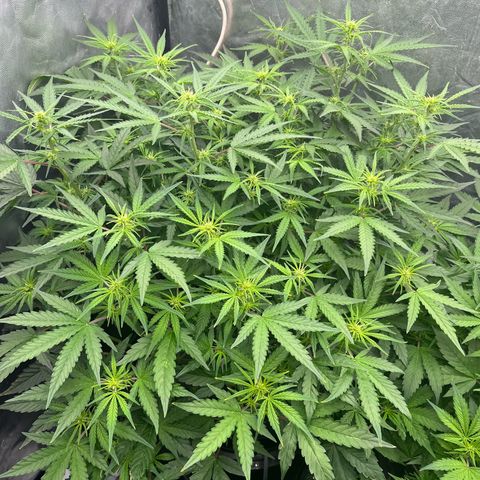 Sour diesel  growlog timeline photo