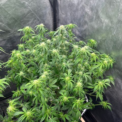 Sour diesel  growlog photo: Defoliacion 