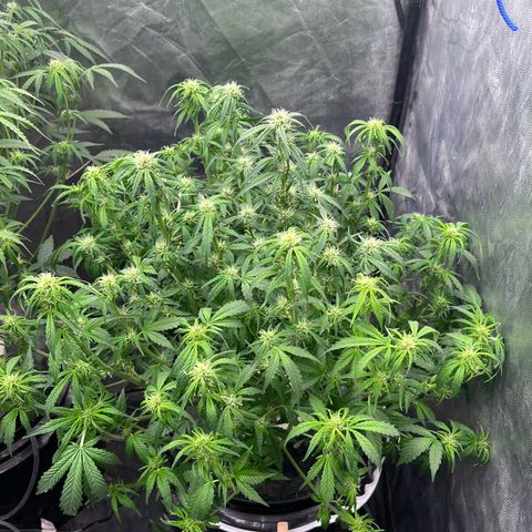 Sour diesel  growlog photo: Defoliacion 