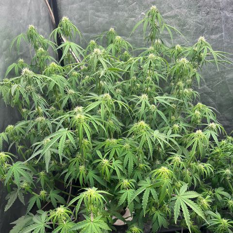 Sour diesel  growlog photo: Defoliacion 