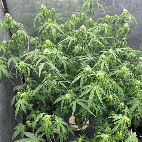 Sour diesel  growlog photo: Defoliacion 