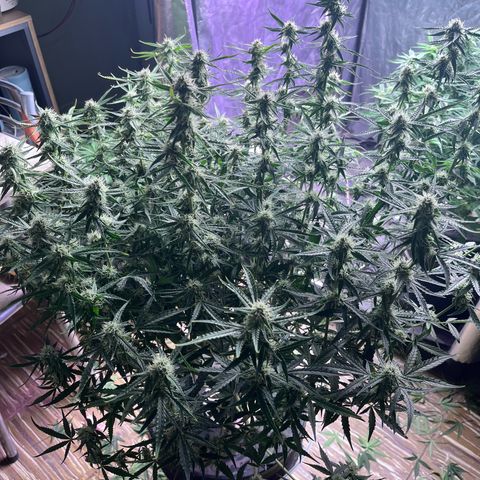 Sour diesel  growlog timeline photo