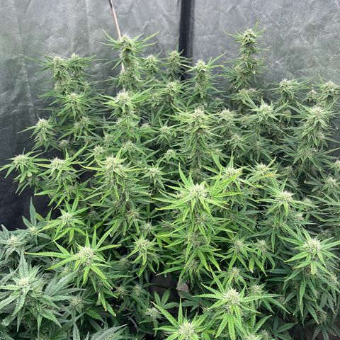 Sour diesel  growlog timeline photo
