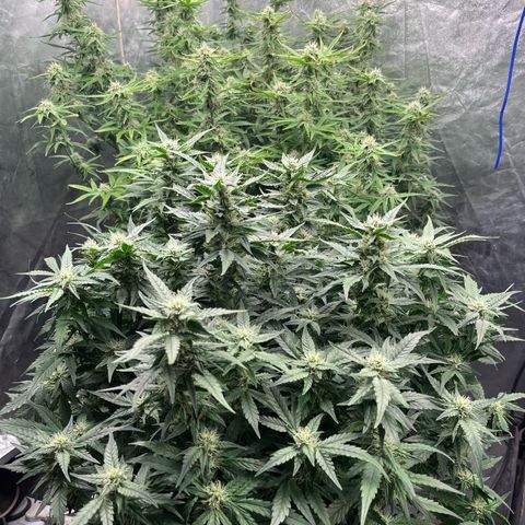 Sour diesel  growlog timeline photo