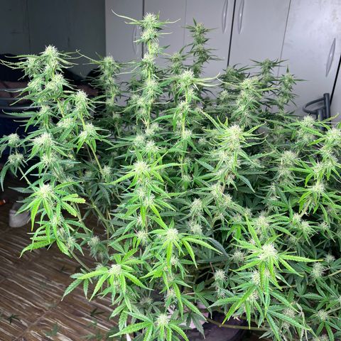 Sour diesel  growlog timeline photo