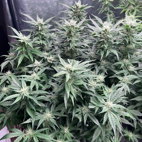 Sour diesel  growlog timeline photo