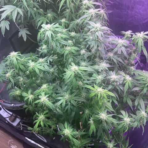 Sour diesel  growlog timeline photo