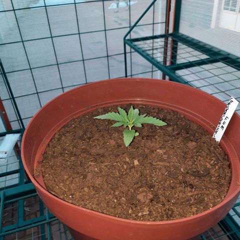 Lemon Haze - Grobblersdal growlog timeline photo