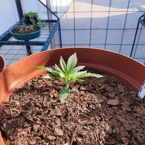 Lemon Haze - Grobblersdal growlog timeline photo