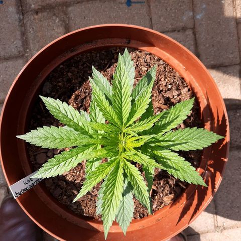 Lemon Haze - Grobblersdal growlog timeline photo