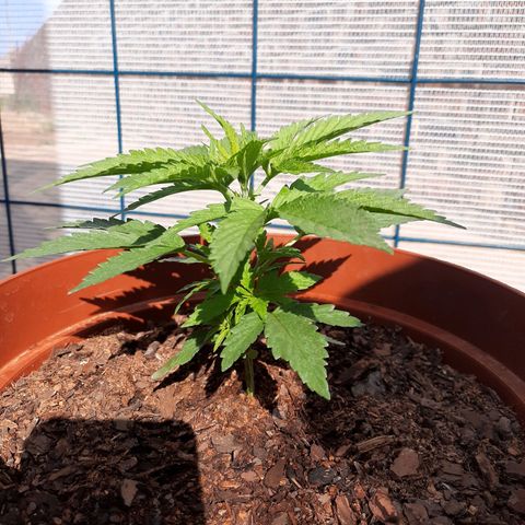 Lemon Haze - Grobblersdal growlog timeline photo