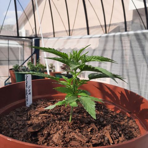 Lemon Haze - Grobblersdal growlog timeline photo