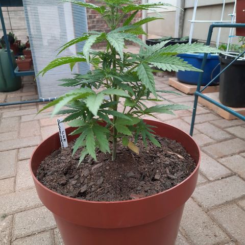 Lemon Haze - Grobblersdal growlog photo: 7 Days after repotting