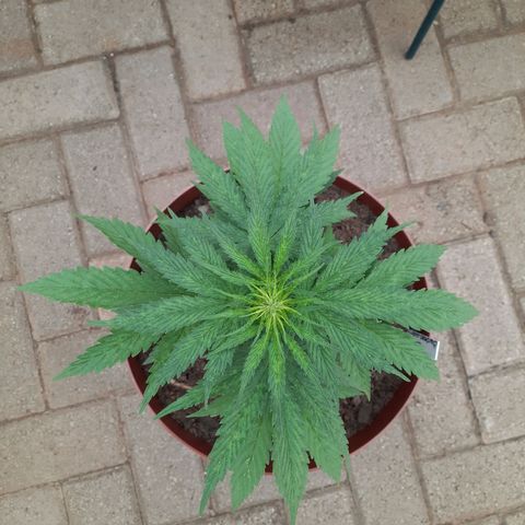 Lemon Haze - Grobblersdal growlog photo: 7 Days after repotting