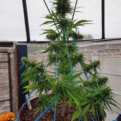 Lemon Haze - Grobblersdal growlog timeline photo