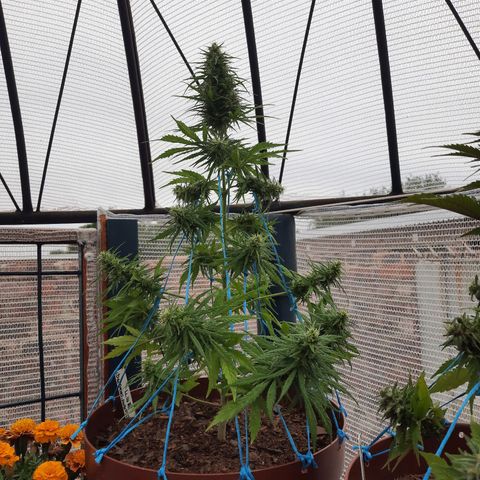 Lemon Haze - Grobblersdal growlog timeline photo