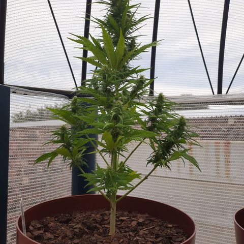 Lemon Haze - Grobblersdal growlog timeline photo