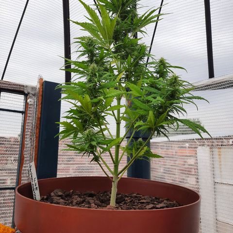 Lemon Haze - Grobblersdal growlog timeline photo