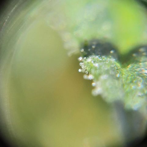 Lemon Haze - Grobblersdal growlog photo: Trichnomes 