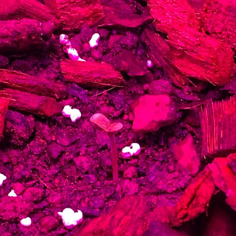 California O. G. x Manga Rosa Auto growlog timeline photo