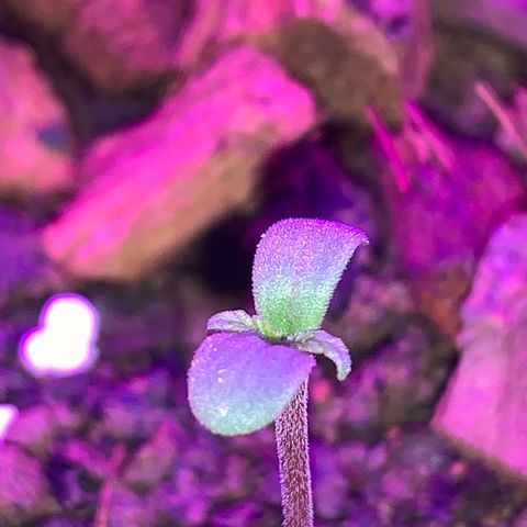 California O. G. x Manga Rosa Auto growlog timeline photo