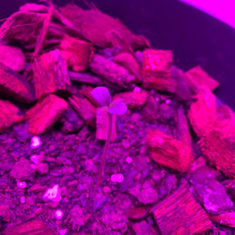 California O. G. x Manga Rosa Auto growlog timeline photo