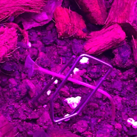 California O. G. x Manga Rosa Auto growlog timeline photo
