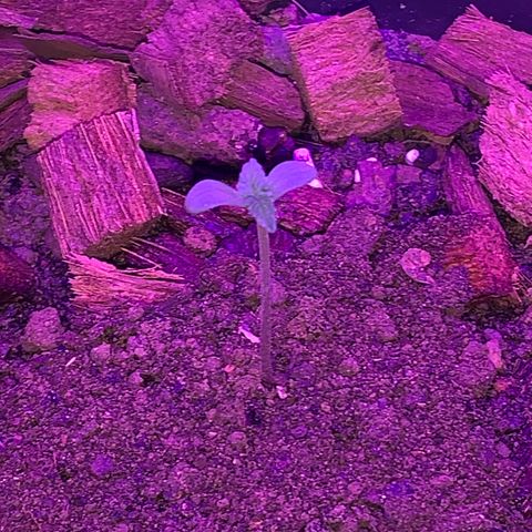 California O. G. x Manga Rosa Auto growlog timeline photo