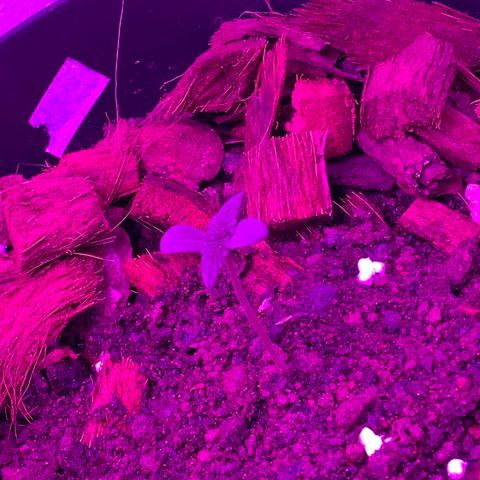 California O. G. x Manga Rosa Auto growlog timeline photo