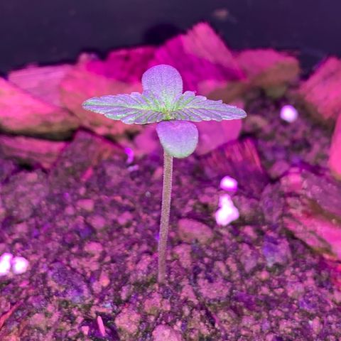 California O. G. x Manga Rosa Auto growlog timeline photo