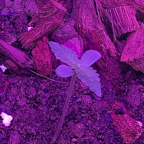 California O. G. x Manga Rosa Auto growlog timeline photo