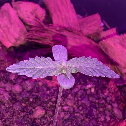California O. G. x Manga Rosa Auto growlog timeline photo