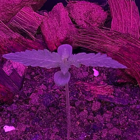California O. G. x Manga Rosa Auto growlog timeline photo