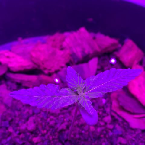 California O. G. x Manga Rosa Auto growlog timeline photo