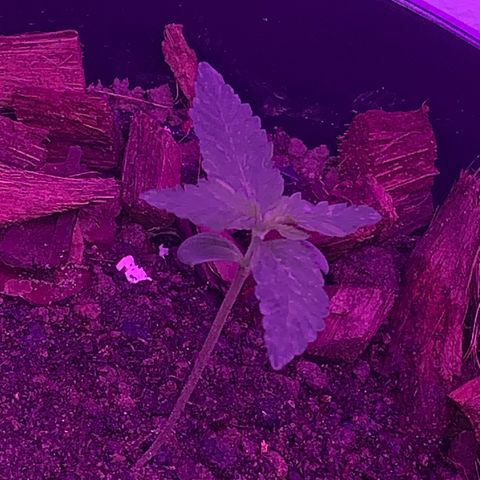 California O. G. x Manga Rosa Auto growlog timeline photo