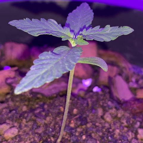 California O. G. x Manga Rosa Auto growlog timeline photo