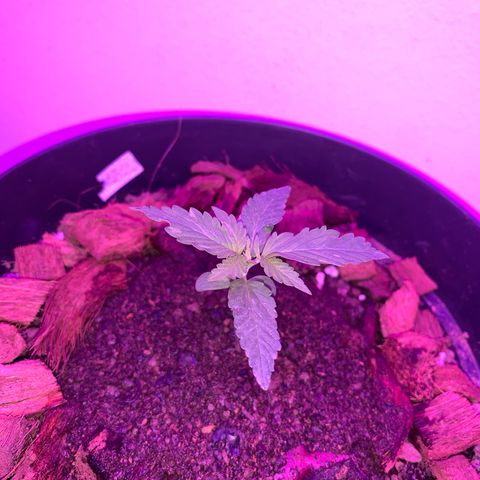 California O. G. x Manga Rosa Auto growlog timeline photo